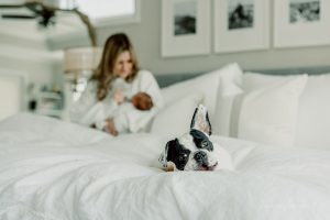 dog on bed during newborn photoshoot in home park
